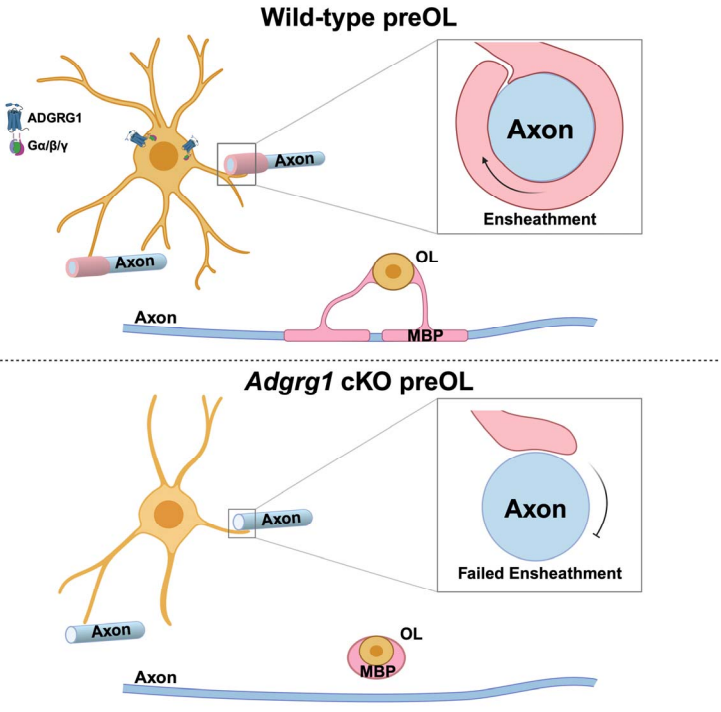 BioRxiv Graphical Abstract